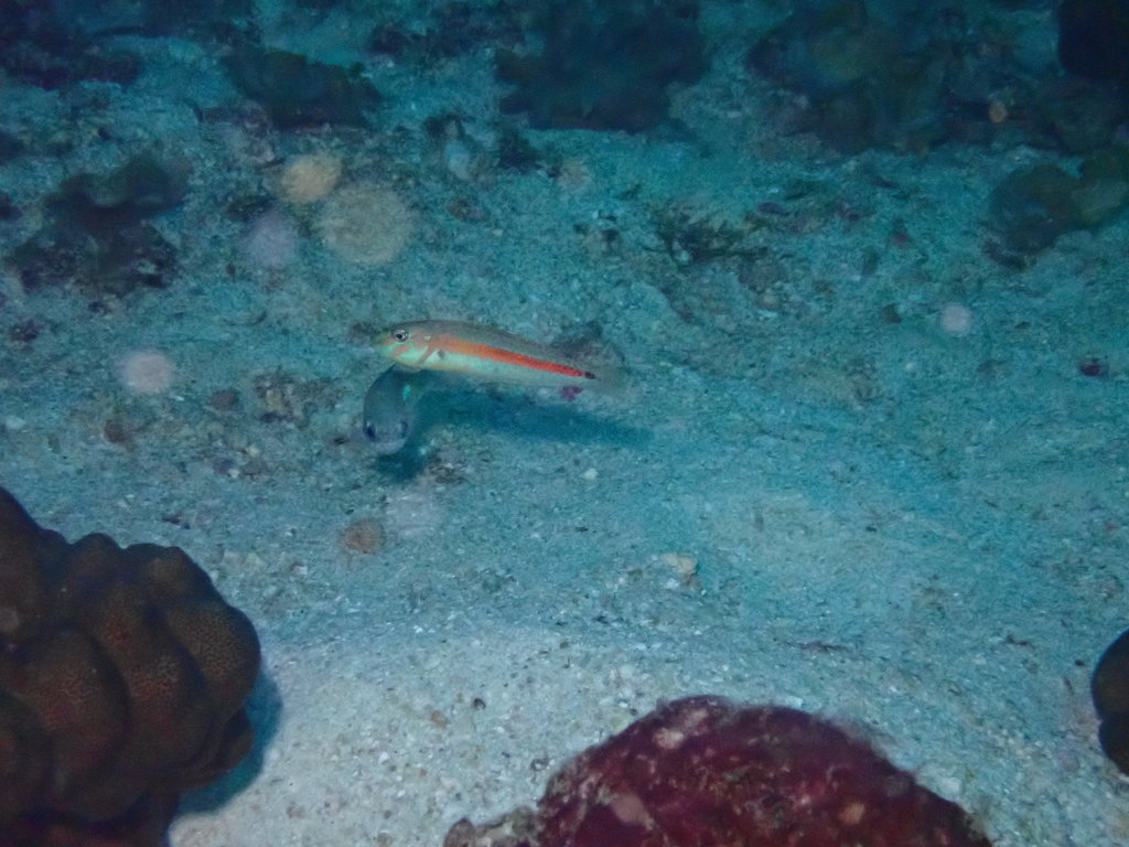Ocre-Band Wrasse