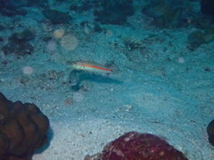 Ocre-Band Wrasse photo 1