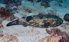 Arothron immaculatus