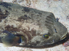 Arothron immaculatus