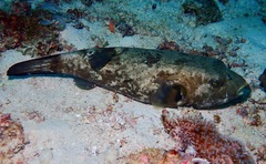 Arothron immaculatus