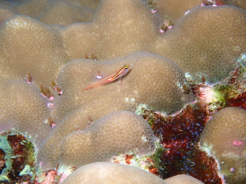 Miki's pygmy goby (Eviota mikiae) — Gobiidae — 2