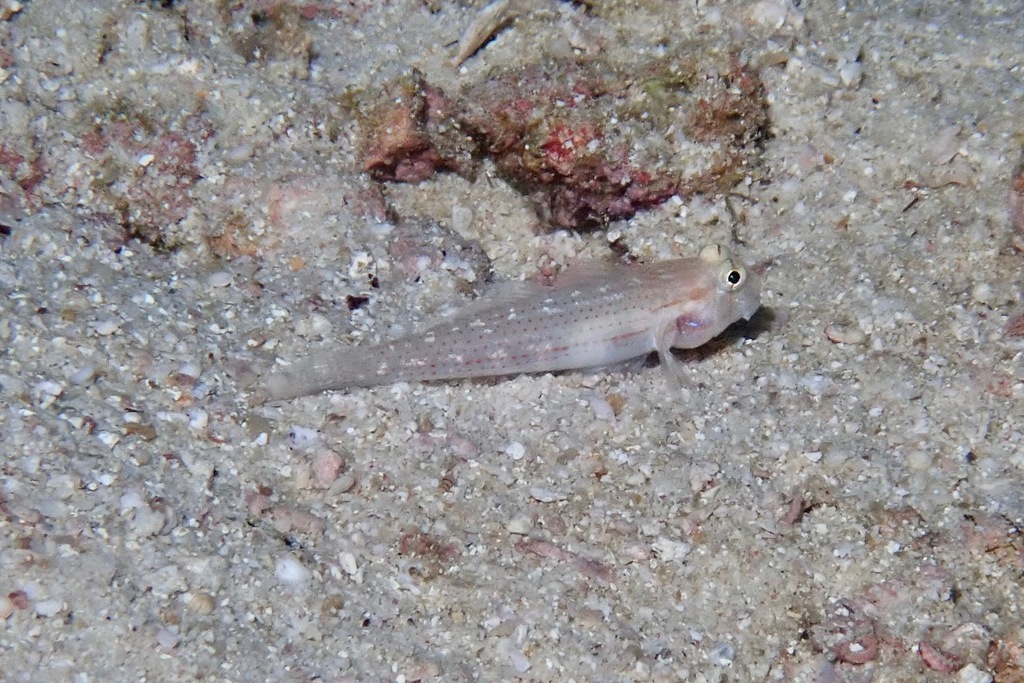 Eyebar goby