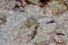 Gnatholepis cauerensis