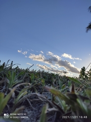 Zoysia