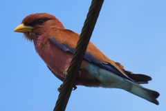 Eurystomus glaucurus suahelicus