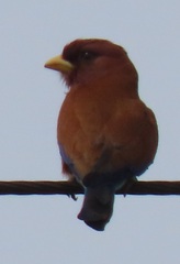 Eurystomus glaucurus suahelicus