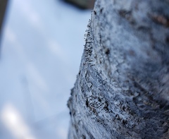 Phaeocalicium curtisii