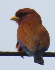 Eurystomus glaucurus suahelicus