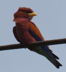 Eurystomus glaucurus suahelicus