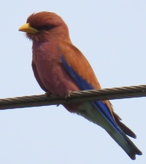 Eurystomus glaucurus suahelicus