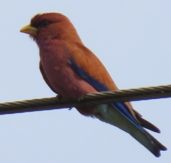 Eurystomus glaucurus suahelicus