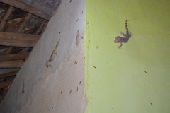 Gekko gecko