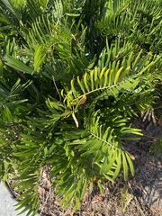Zamia integrifolia