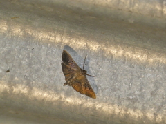 Microthyris prolongalis