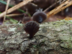 Resupinatus alboniger