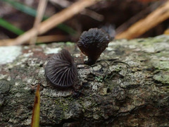 Resupinatus alboniger