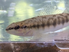 Percina nigrofasciata