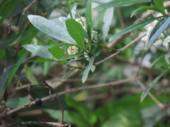Pavetta lanceolata