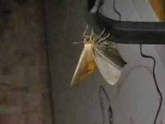 Prochoerodes onustaria