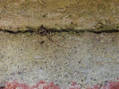 Parasteatoda tepidariorum