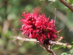 Schotia capitata