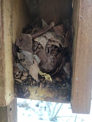 Muscardinus avellanarius