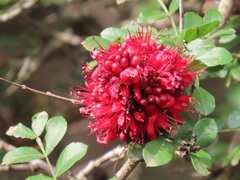 Schotia capitata