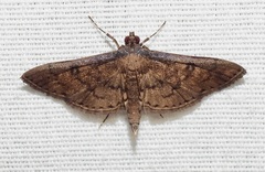 Nacoleia charesalis