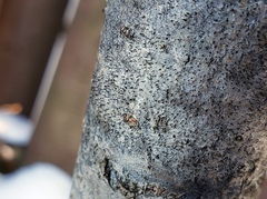 Phaeocalicium curtisii