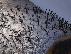 Phaeocalicium curtisii