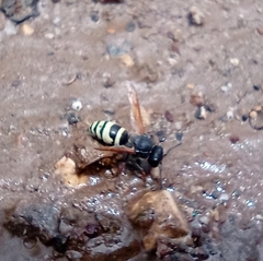 Pachodynerus peruensis