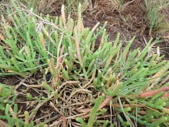 Salicornia perrieri