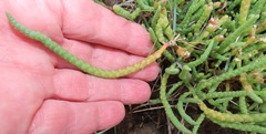 Salicornia perrieri