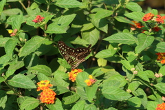 Graphium agamemnon
