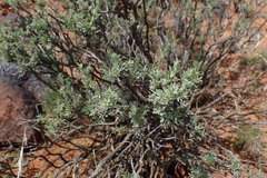 Oedera humilis