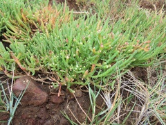 Salicornia perrieri