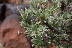 Oedera humilis