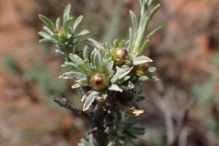 Oedera humilis