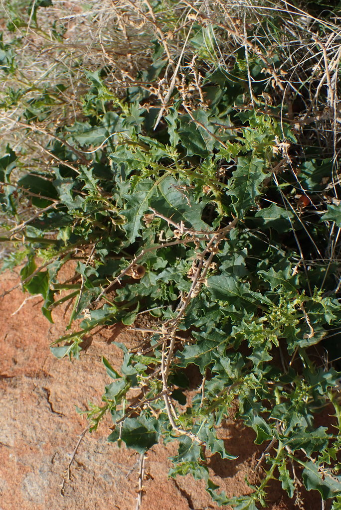 Horrid Snake-apple from Pixley ka Seme, Northern Cape, South Africa on ...