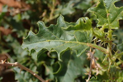 Solanum capense