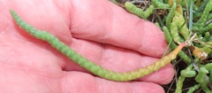 Salicornia perrieri