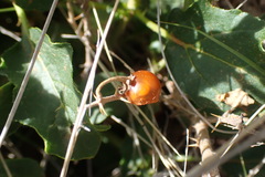 Solanum capense