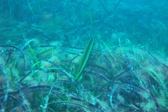 Siphonognathus argyrophanes