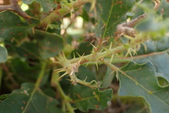 Solanum capense