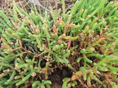 Salicornia perrieri