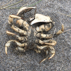 Pseudocorystes sicarius