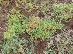 Salicornia perrieri