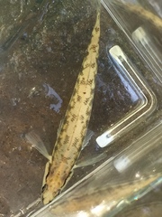 Percina nigrofasciata