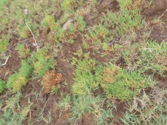 Salicornia perrieri